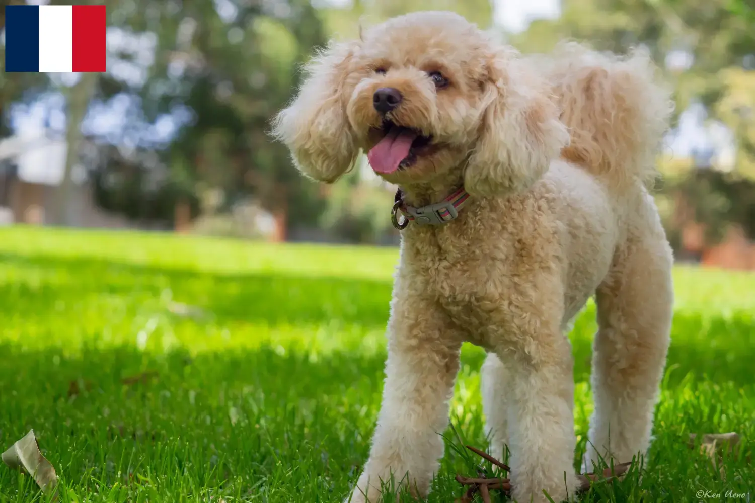 Read more about the article Cavoodle breeders and puppies in France