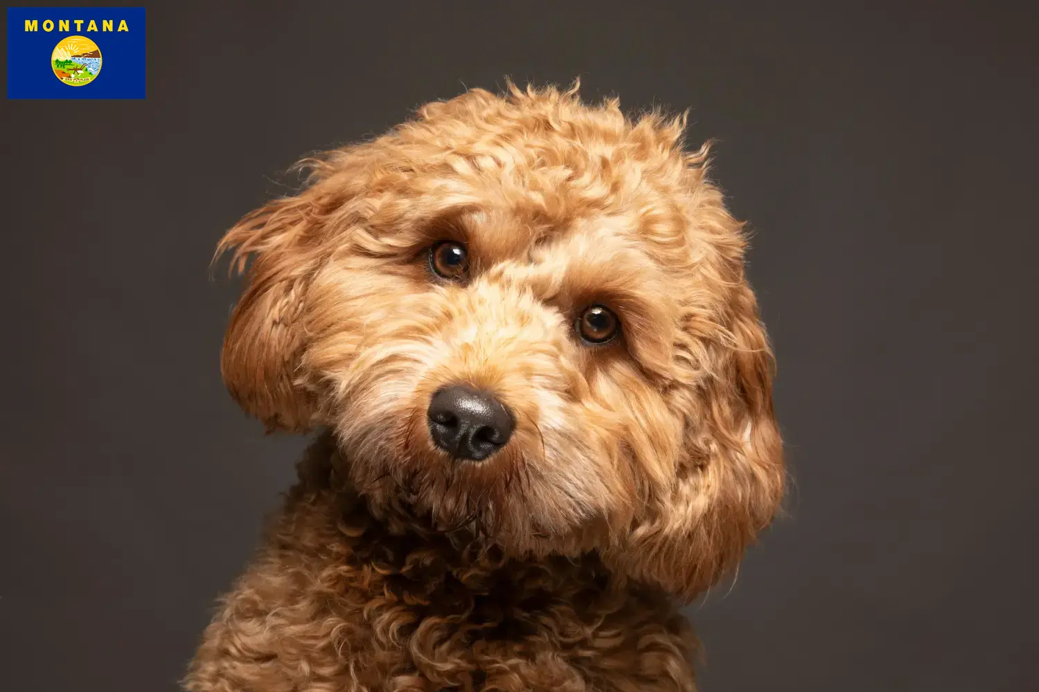 Cavoodle puppies and breeder Montana Here you can find Cavoodles breeders in Montana.