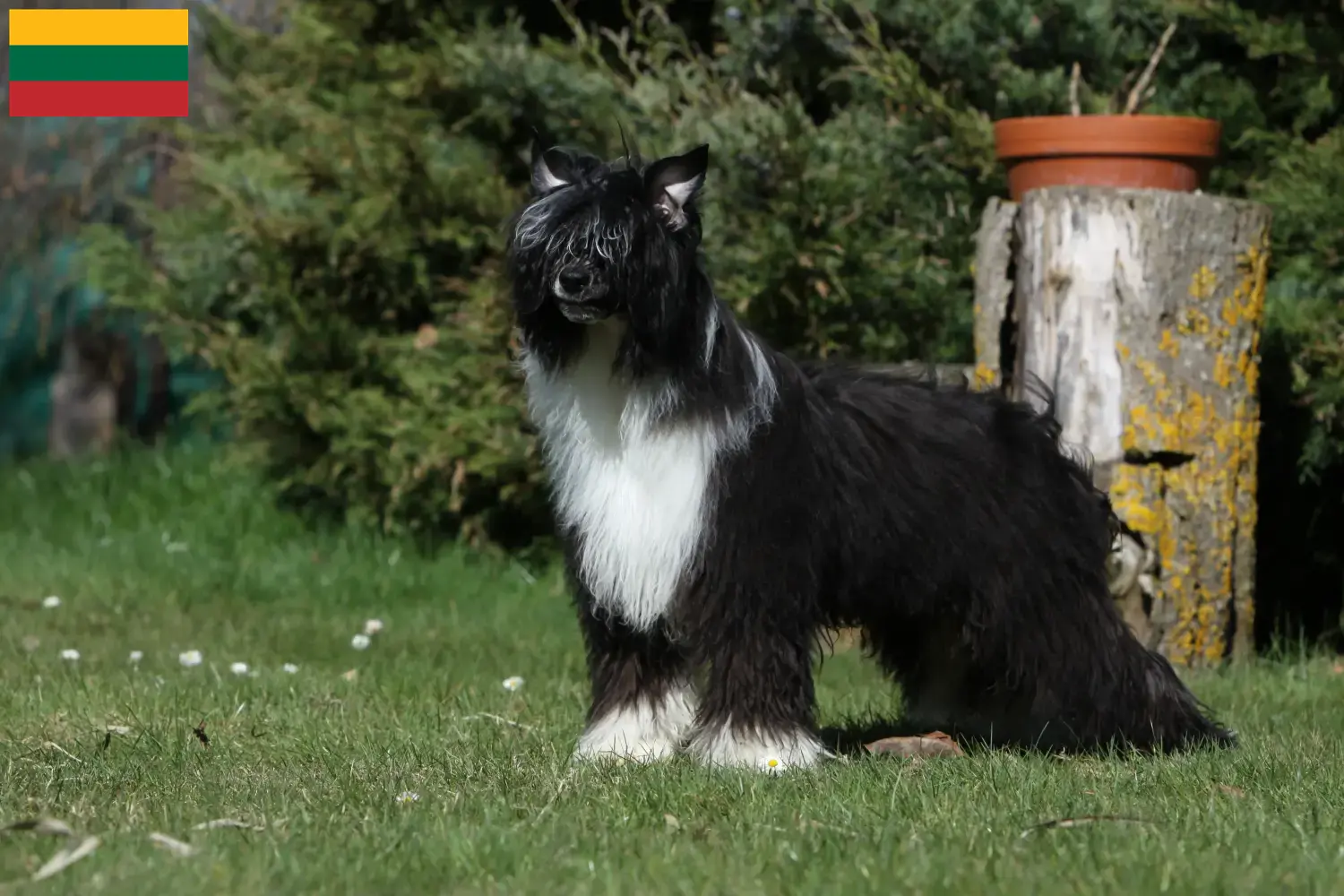 Read more about the article Chinese Crested Dog breeders and puppies in Lithuania