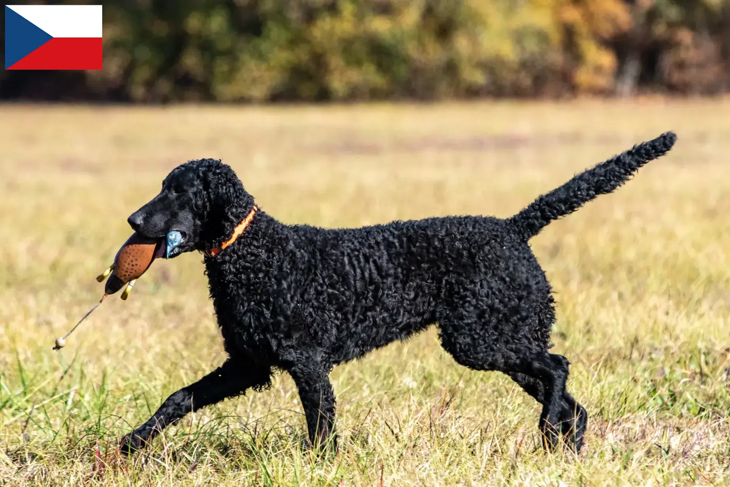 Curly Coated Retriever puppies and breeders Czech Republic Find Curly Coated Retriever breeders in Czech Republic.