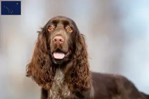 Read more about the article Field Spaniel breeders and puppies in Alaska