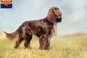 Read more about the article Field Spaniel breeders and puppies in Arizona