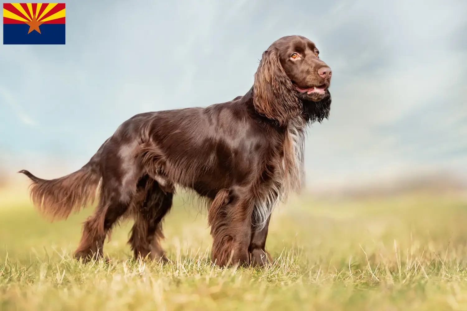 Field Spaniel puppies and breeder Arizona Find Field Spaniels breeders in Arizona.