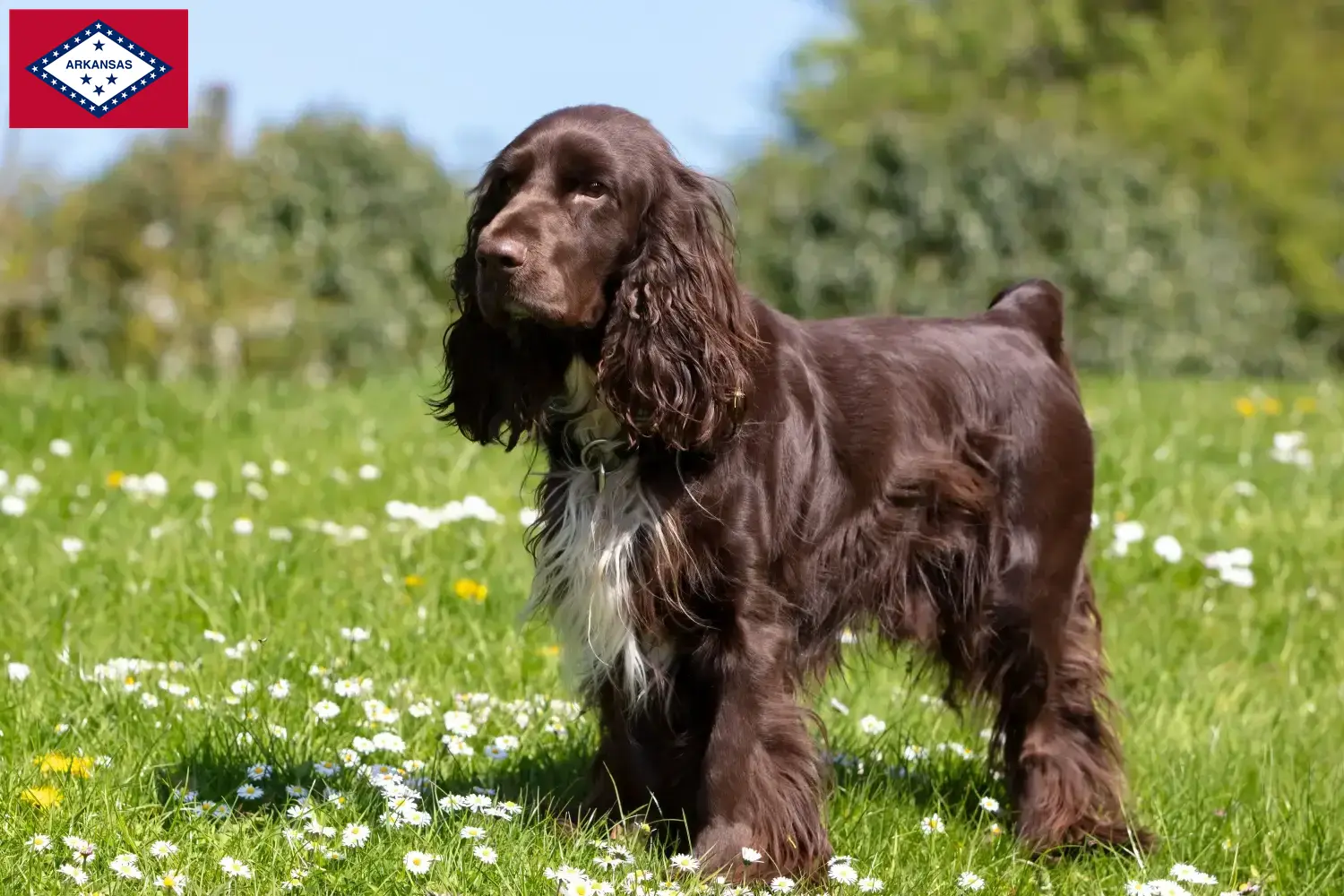 Field Spaniel puppies and breeders Arkansas Find Field Spaniels breeders in Arkansas.