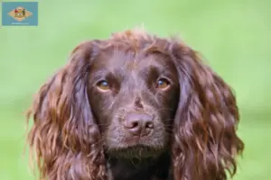 Read more about the article Field Spaniel breeders and puppies in Delaware