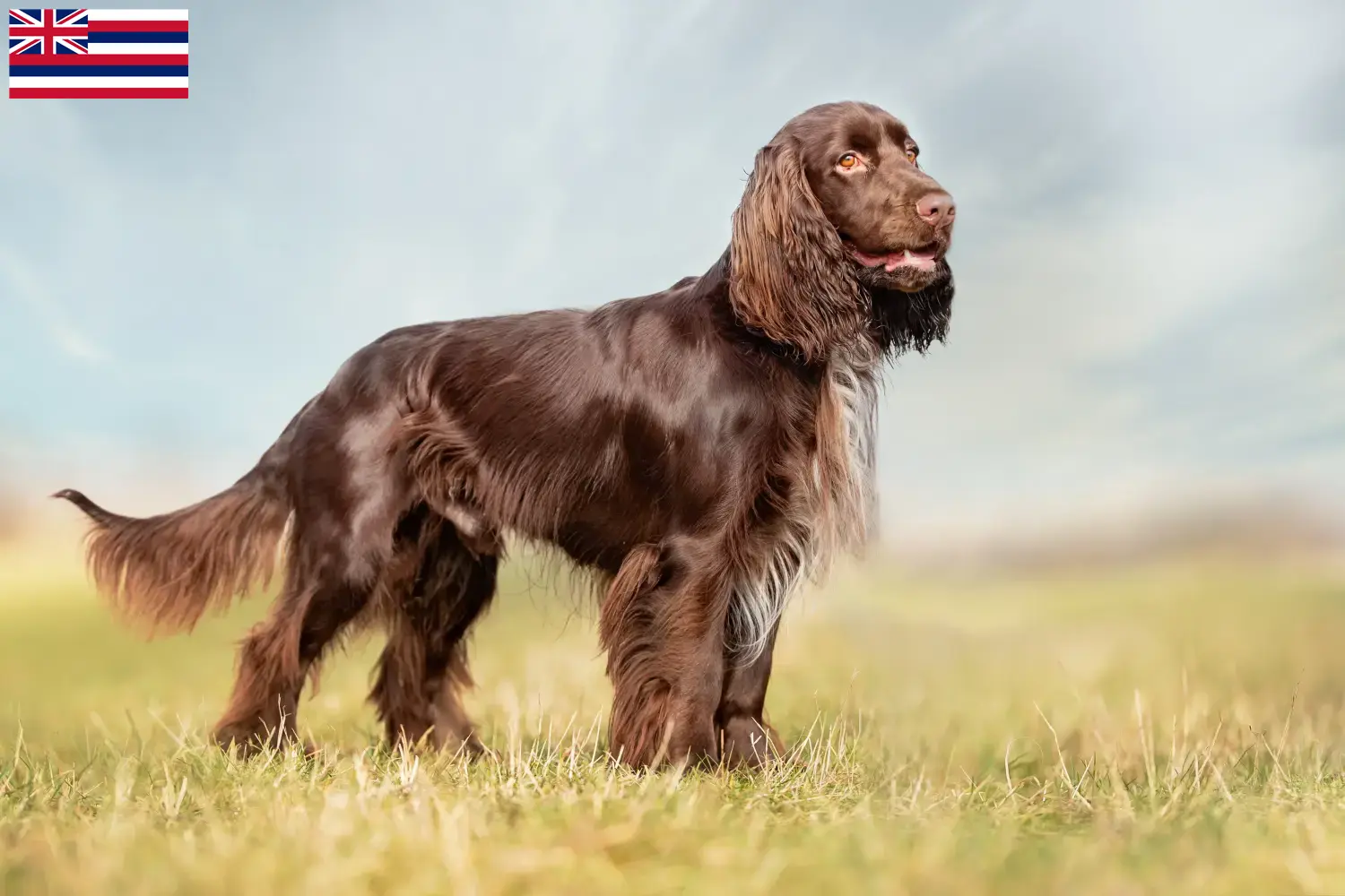 Field Spaniel puppies and breeders Hawaii Find here Field Spaniels breeders in Hawaii.