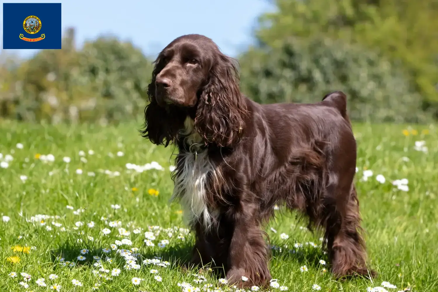 Read more about the article Field Spaniel breeders and puppies in Idaho