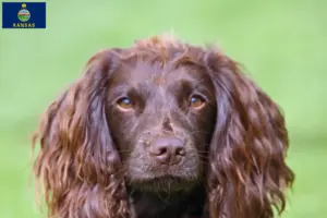 Read more about the article Field Spaniel breeders and puppies in Kansas