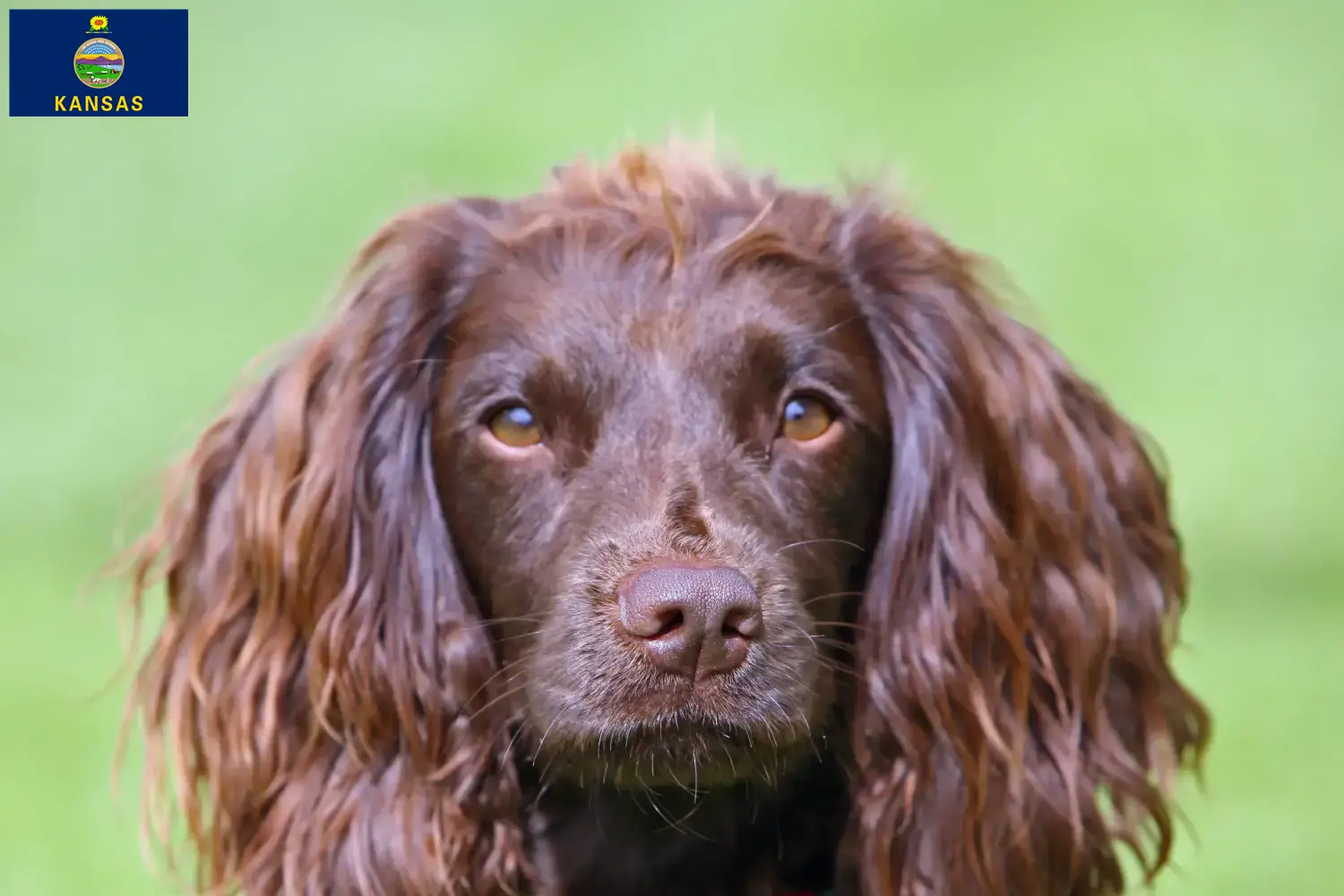 Field Spaniel puppies and breeders Kansas Find Field Spaniels breeders in Kansas.