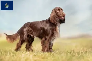 Read more about the article Field Spaniel breeders and puppies in Maine