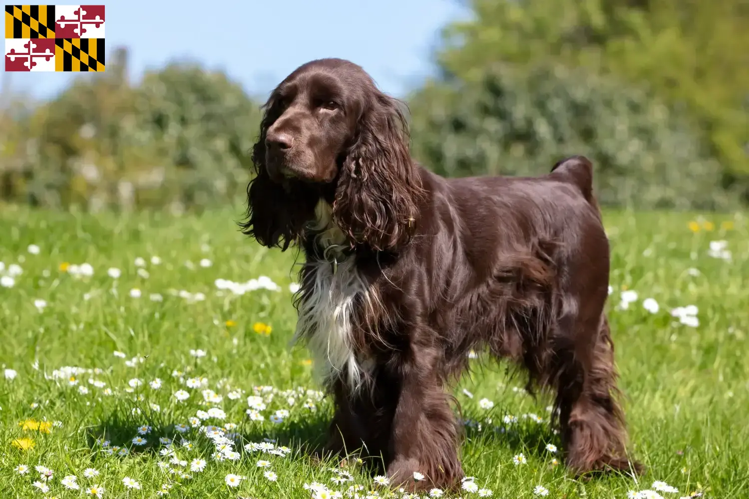 Read more about the article Field Spaniel breeders and puppies in Maryland