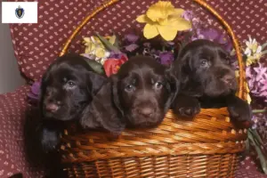 Read more about the article Field Spaniel Breeders and Puppies in Massachusetts