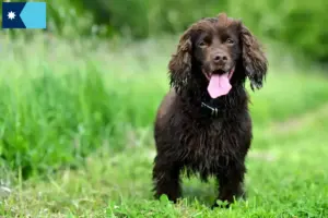 Read more about the article Field Spaniel breeders and puppies in Minnesota