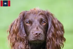 Read more about the article Field Spaniel breeders and puppies in Mississippi