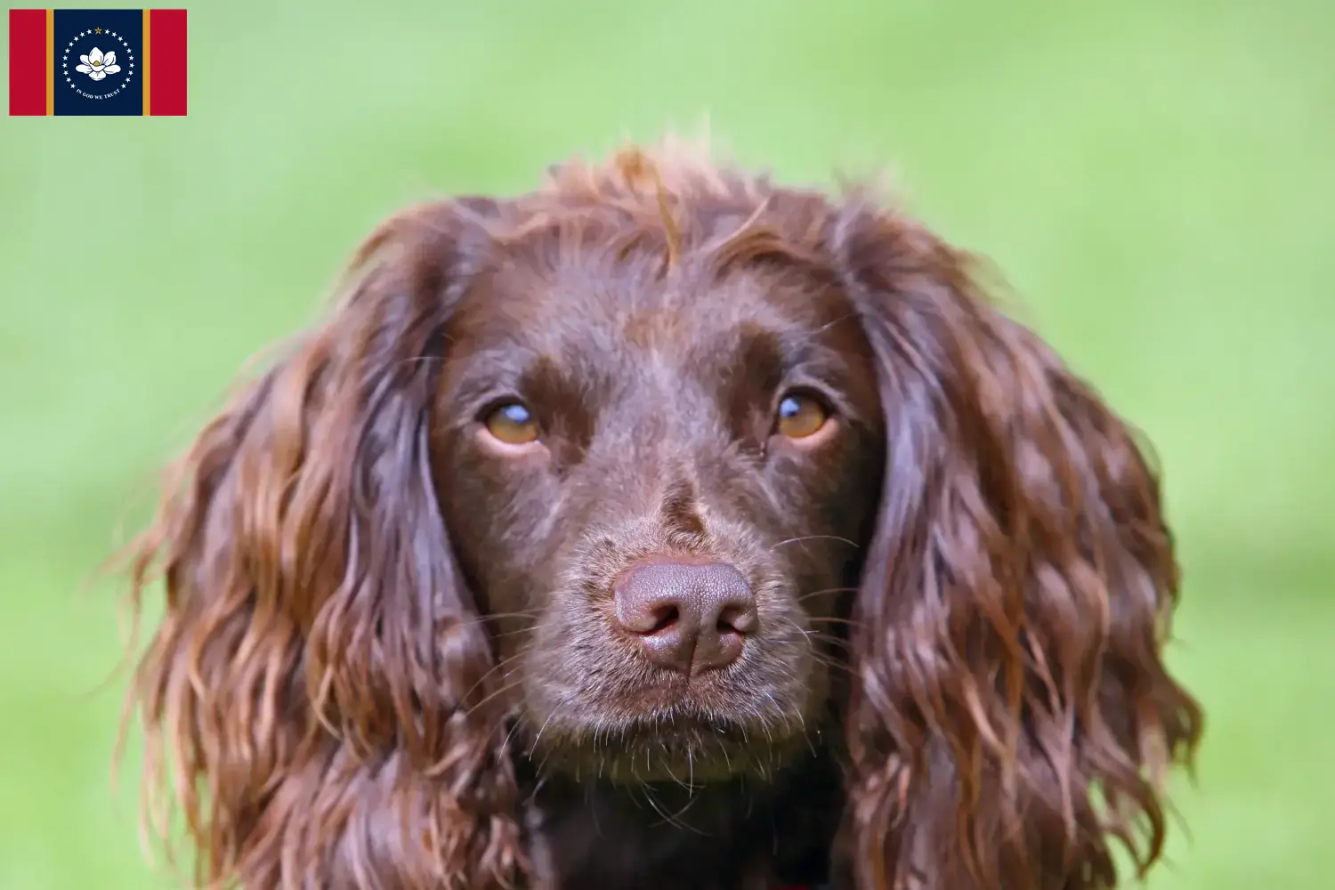 Read more about the article Field Spaniel breeders and puppies in Mississippi