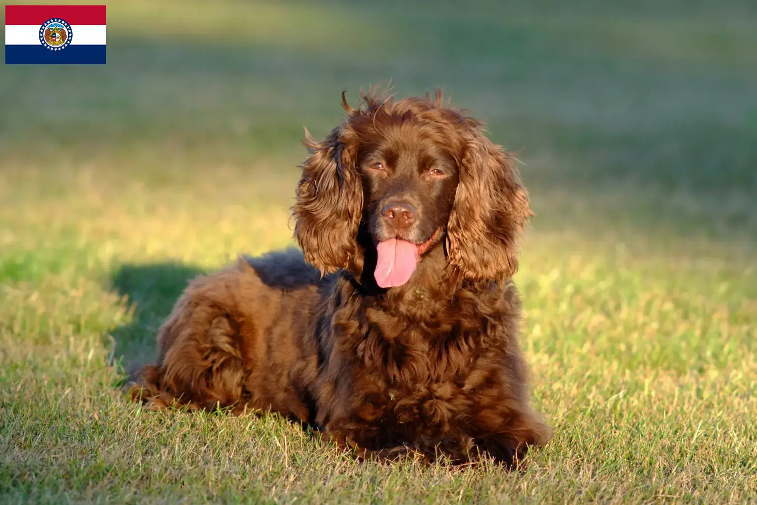 Field Spaniel puppies and breeders Missouri Find Field Spaniels breeders in Missouri.
