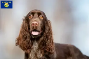 Read more about the article Field Spaniel breeders and puppies in Montana