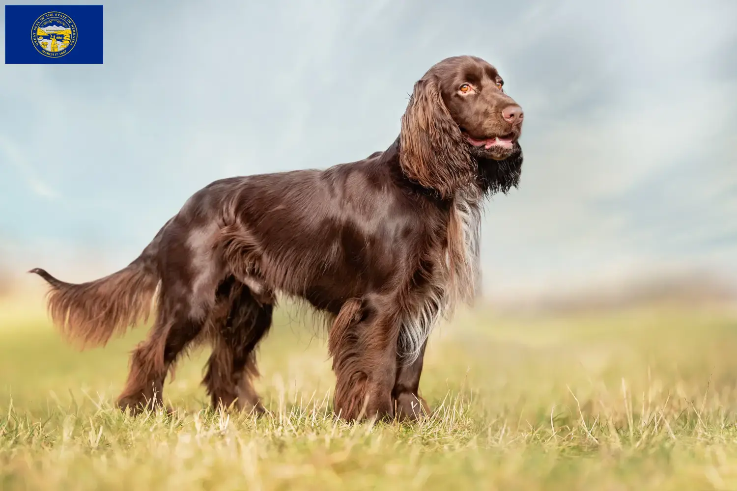 Field Spaniel puppies and breeders Nebraska Find Field Spaniels breeders in Nebraska.