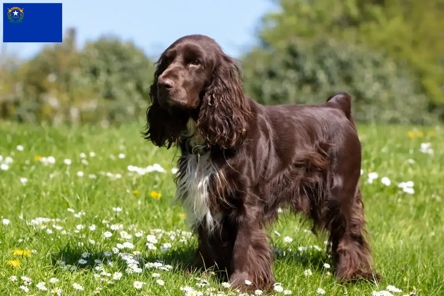 Field Spaniel puppies and breeders Nevada Find Field Spaniels breeders in Nevada.