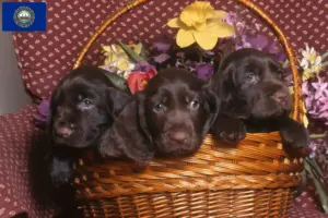 Read more about the article Field Spaniel Breeders and Puppies in New Hampshire