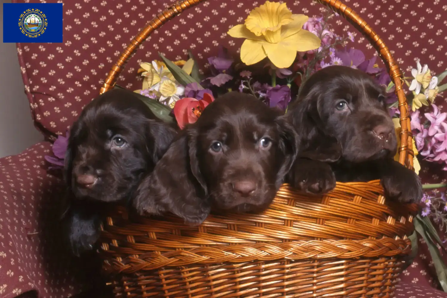 Field Spaniel puppies and breeders New Hampshire Find Field Spaniels breeders in New Hampshire.