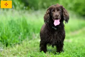Read more about the article Field Spaniel Breeders and Puppies in New Mexico