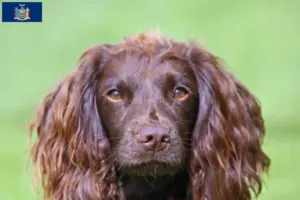 Read more about the article Field Spaniel breeders and puppies in New York