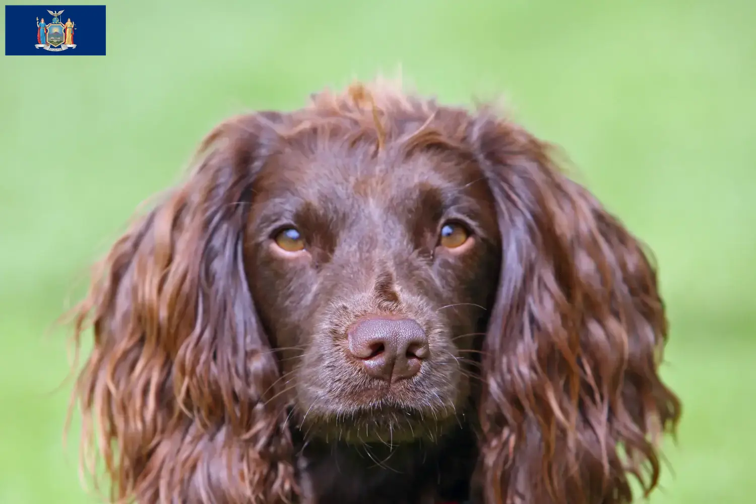 Field Spaniel puppies and breeders New York Find Field Spaniels breeders in New York here.