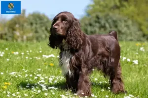 Read more about the article Field Spaniel breeders and puppies in Oklahoma