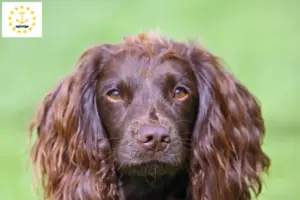 Read more about the article Field Spaniel breeders and puppies in Rhode Island