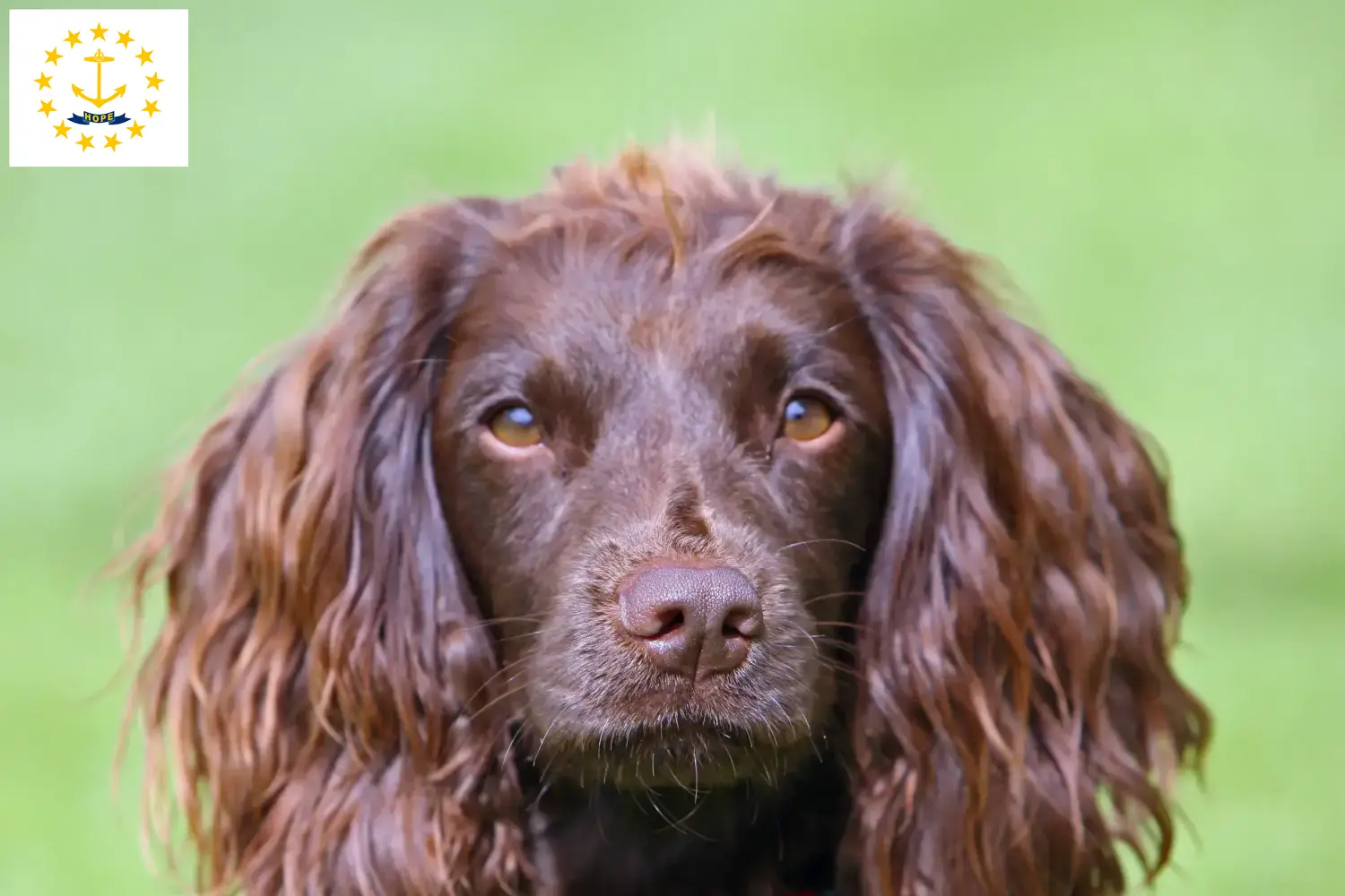 Read more about the article Field Spaniel breeders and puppies in Rhode Island