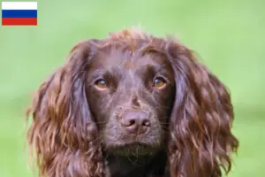 Read more about the article Field Spaniel breeders and puppies in Russia