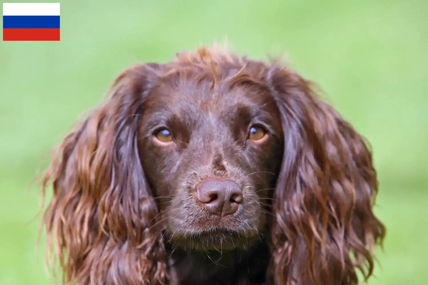 Field Spaniel puppies and breeders Russia Find here Field Spaniels breeders in Russia.