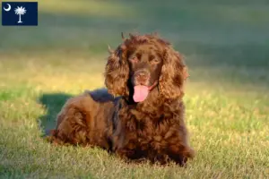 Read more about the article Field Spaniel breeders and puppies in South Carolina