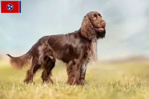 Read more about the article Field Spaniel breeders and puppies in Tennessee
