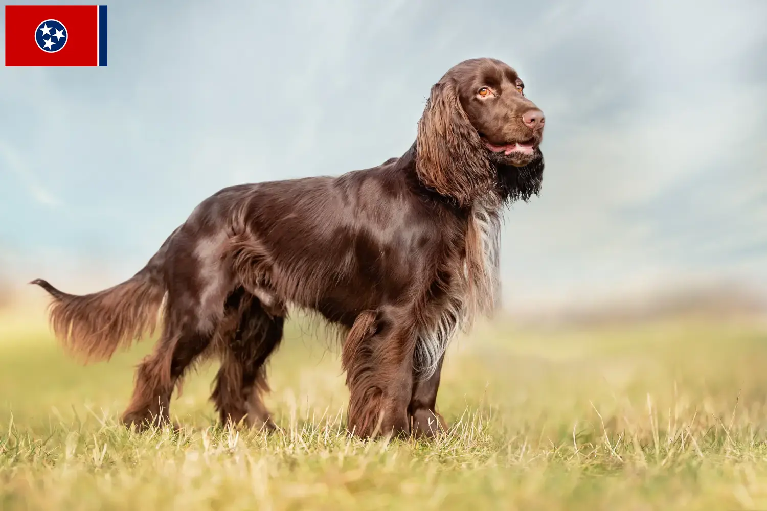 Field Spaniel puppies and breeders Tennessee Find Field Spaniels breeders in Tennessee.