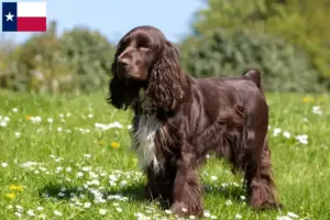 Read more about the article Field Spaniel breeders and puppies in Texas