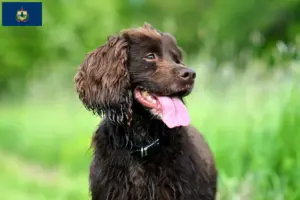 Read more about the article Field Spaniel breeders and puppies in Vermont