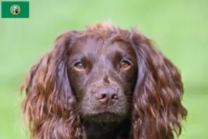 Read more about the article Field Spaniel breeders and puppies in Washington