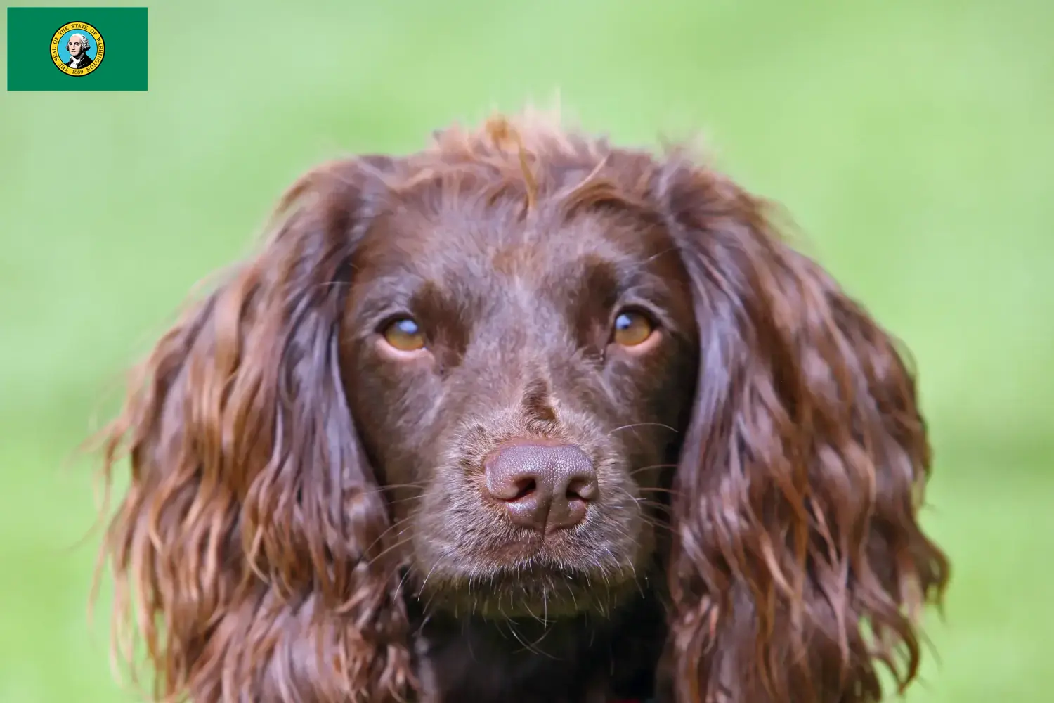 Read more about the article Field Spaniel breeders and puppies in Washington
