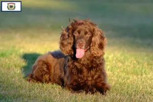 Read more about the article Field Spaniel breeders and puppies in West Virginia