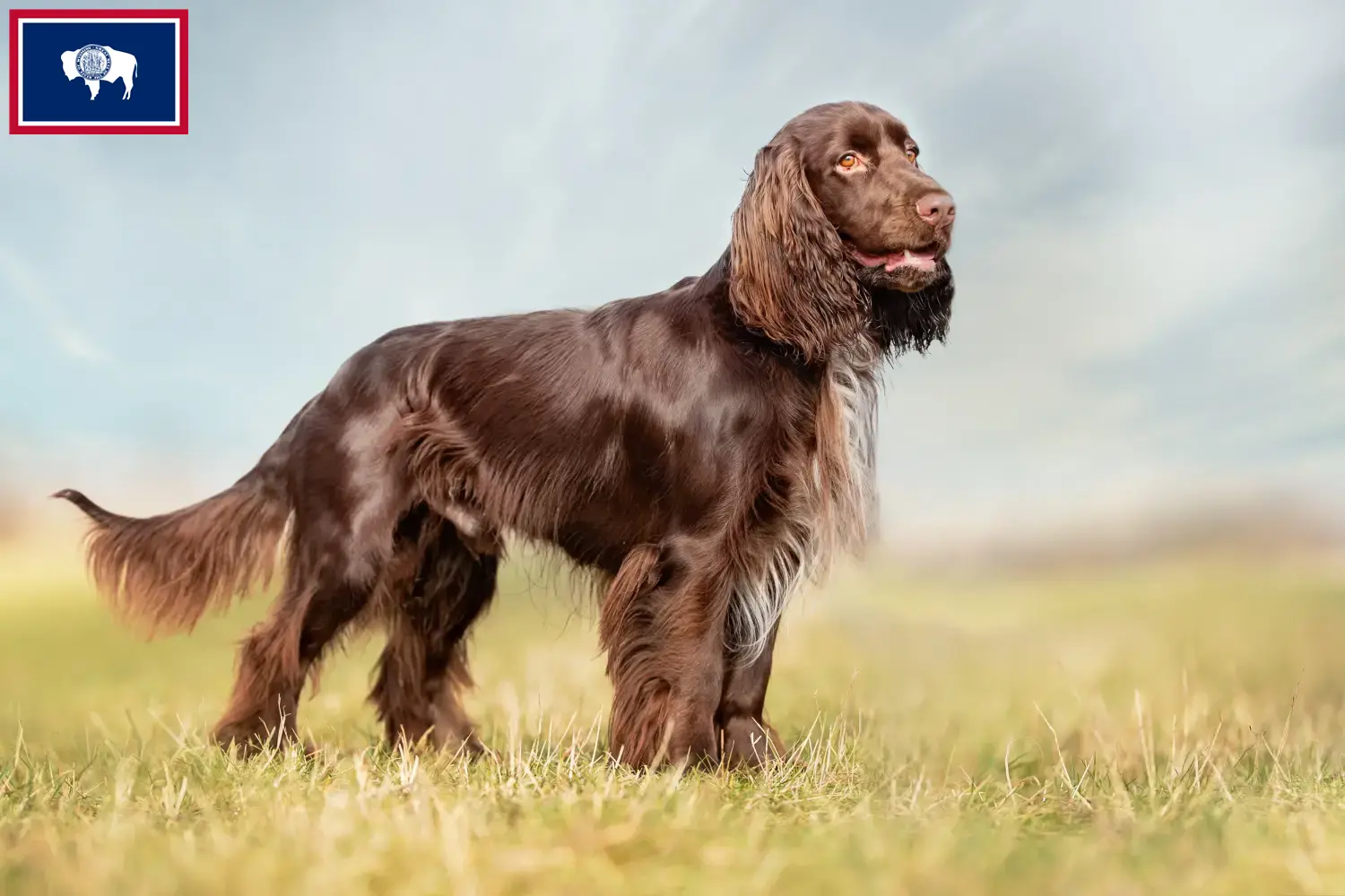 Field Spaniel puppies and breeders Wyoming Find Field Spaniels breeders in Wyoming.