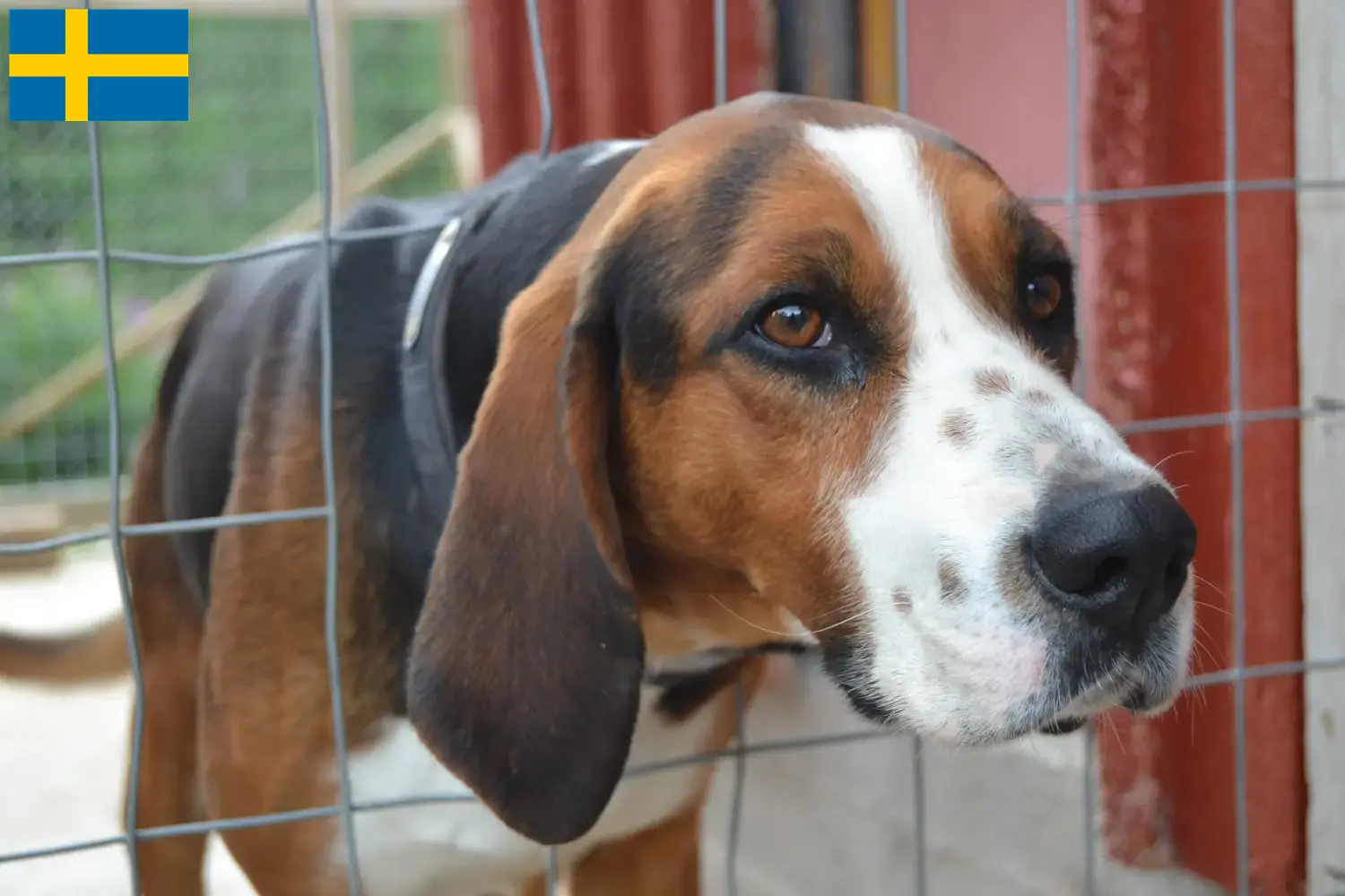 Finnish Hound puppies and breeders Sweden Find Finnish Hound breeders in Sweden here.