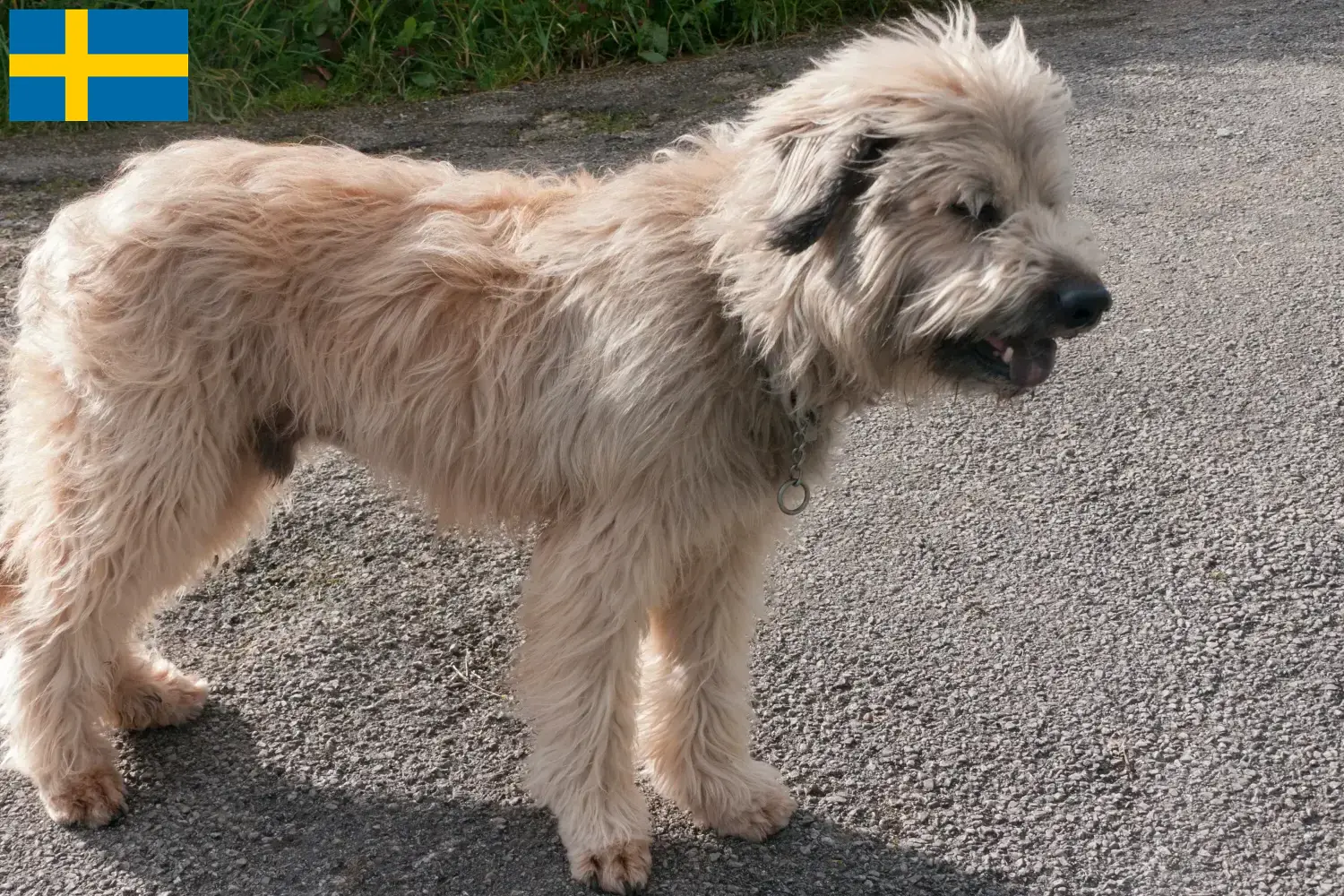 Gos d'Atura Catalá puppies and breeders Sweden Here you can find Gos d'Atura Catalá breeders in Sweden.