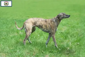 Read more about the article Greyhound breeders and puppies in West Virginia