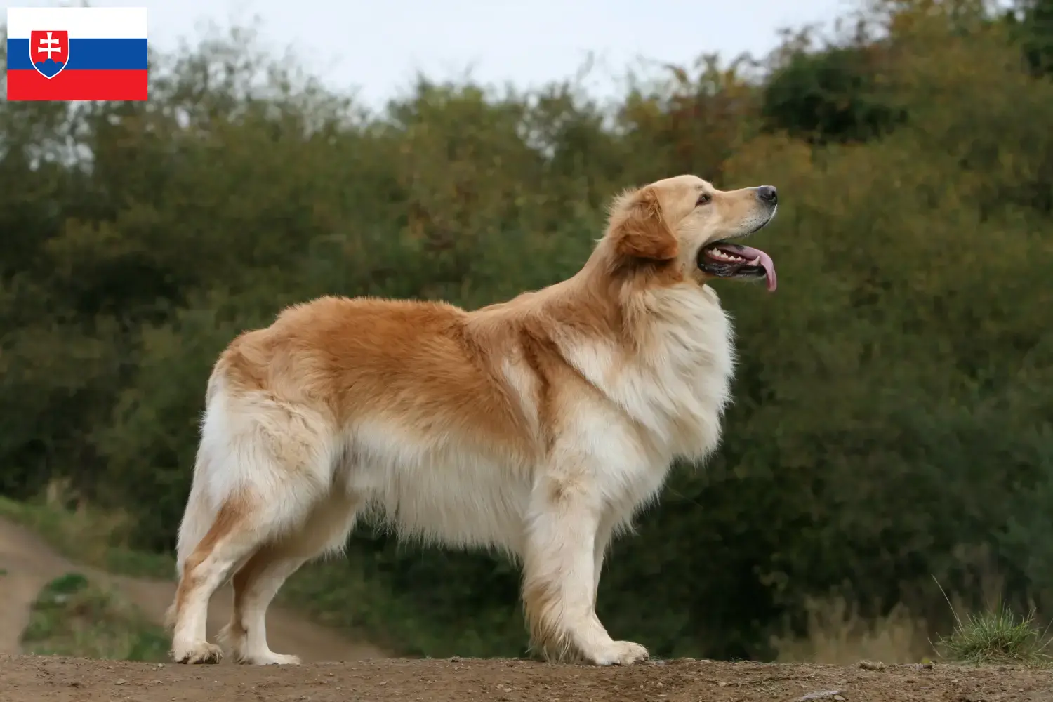 Read more about the article Hovawart breeders and puppies in Slovakia