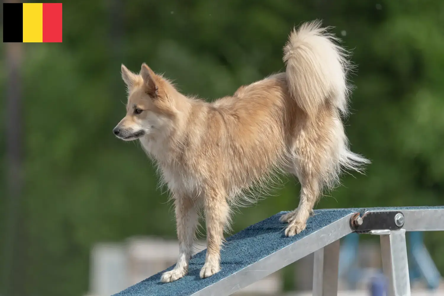 Icelandic dog puppies and breeders Belgium Find Icelandic Dog breeders in Belgium here.