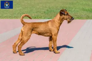 Read more about the article Irish Terrier breeders and puppies in Michigan