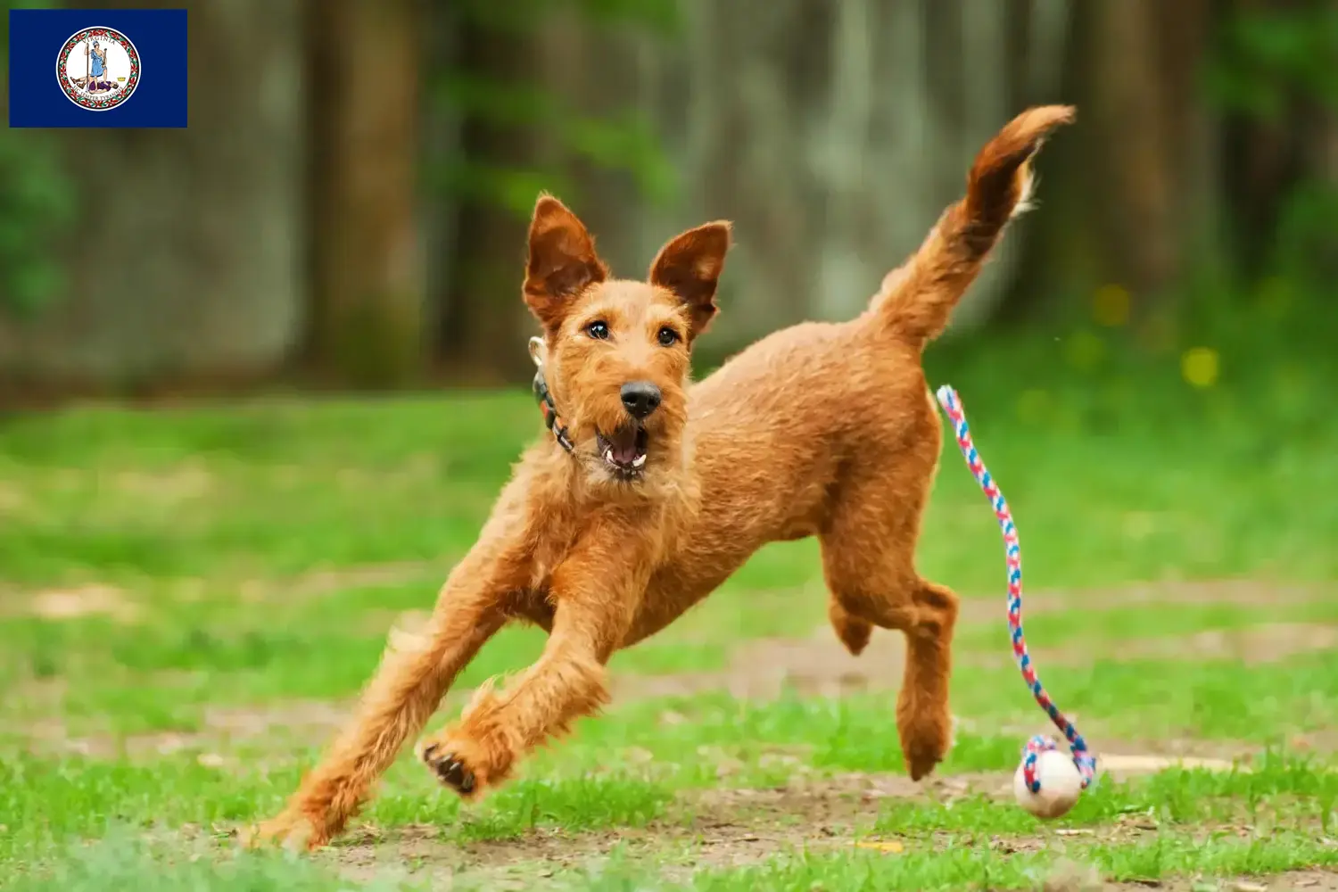 Read more about the article Irish Terrier breeders and puppies in Virginia