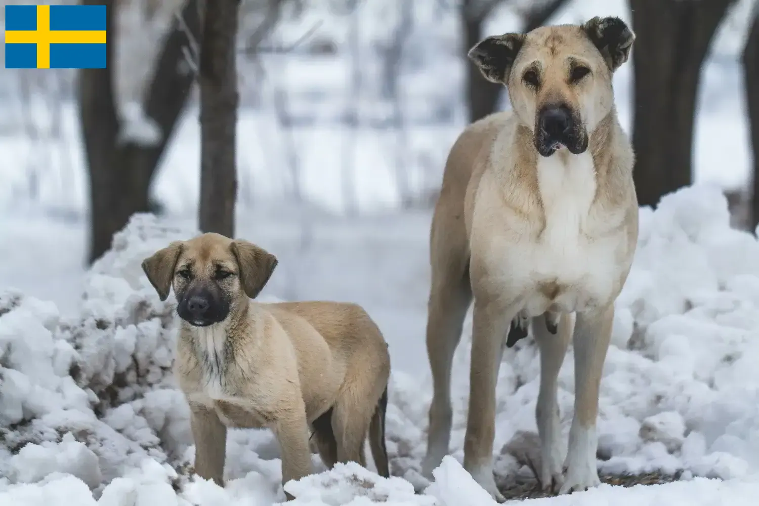 Kangal puppies and breeders Sweden Here you can find Kangal breeders in Sweden.